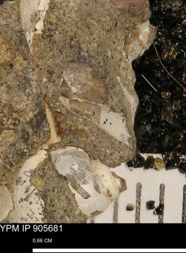 undet. Scaphopoda