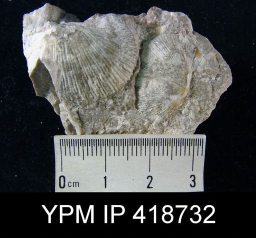 Derbya sp.