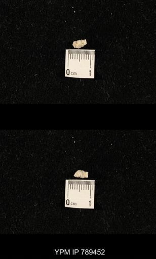 undet. Bryozoa