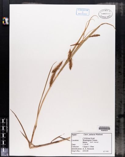Carex paleacea
