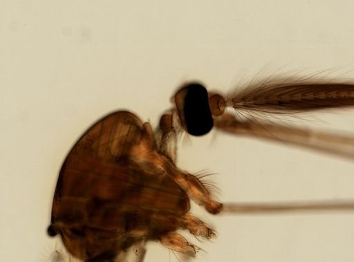 Anopheles
