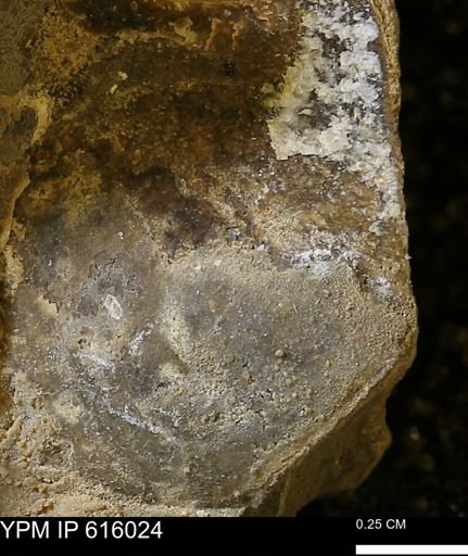 undet. Mollusca