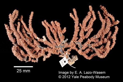Muricea echinata