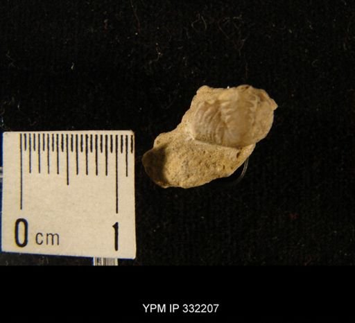 Calymene callicephala