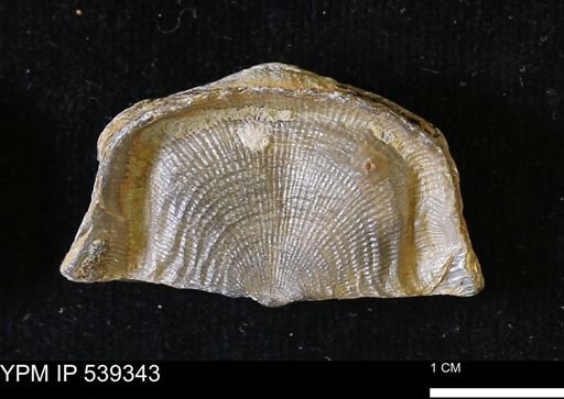 Leptaena rhomboidalis
