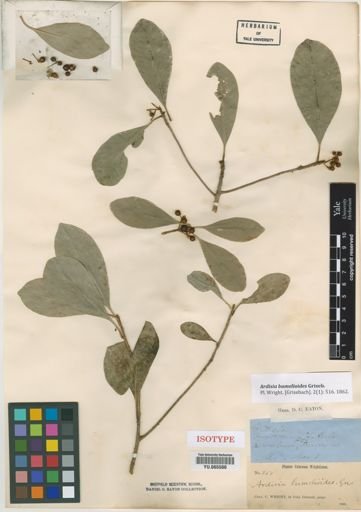 Ardisia bumelioides