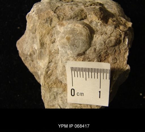 Oepikina sp.