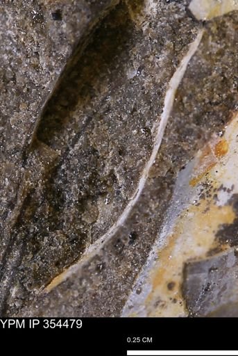 undet. Mollusca