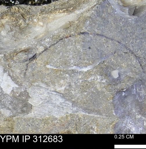 undet. Bivalvia