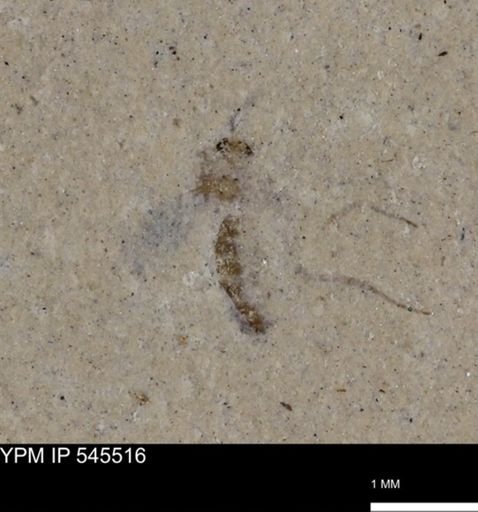 Diptera?