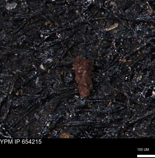 Verneuilinoides hectori