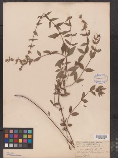 Mentha cardiaca