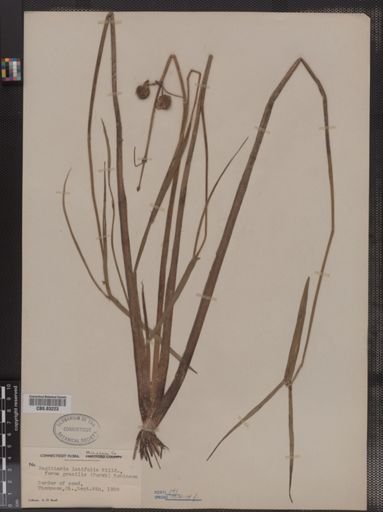 Sagittaria latifolia f. gracilis