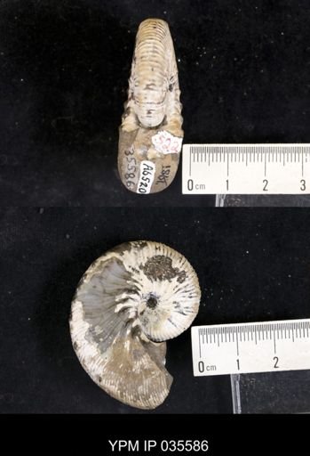 Hoploscaphites brevis