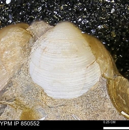Limopsis striatopunctatus