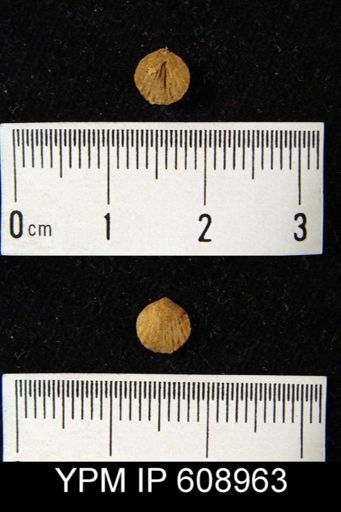 Anoplotheca concava
