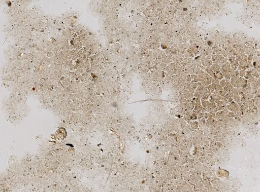 Stromatospongia micronesica