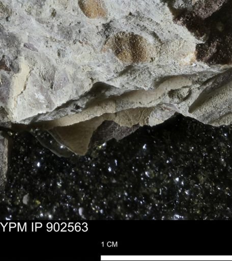 undet. Bivalvia