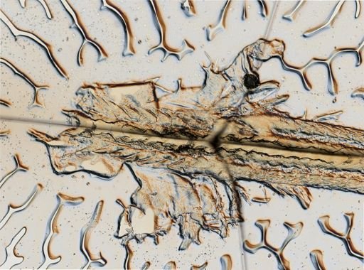 Flabellina verrucosa