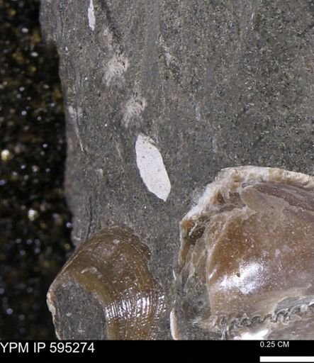 undet. Mollusca