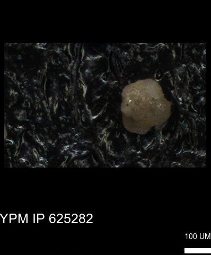 undet. Foraminiferida