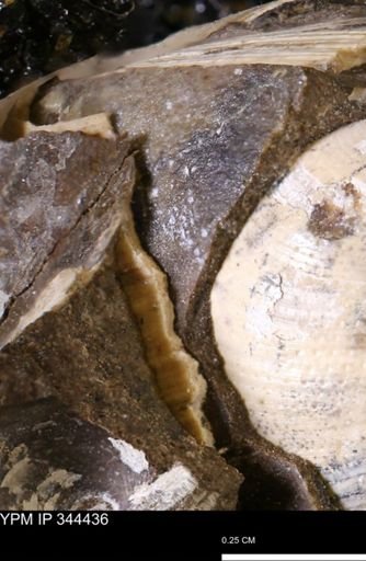 undet. Bivalvia