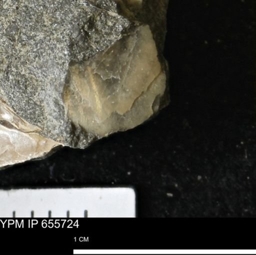 Pseudoptera?