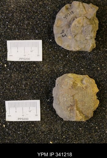 undet. Scaphitidae