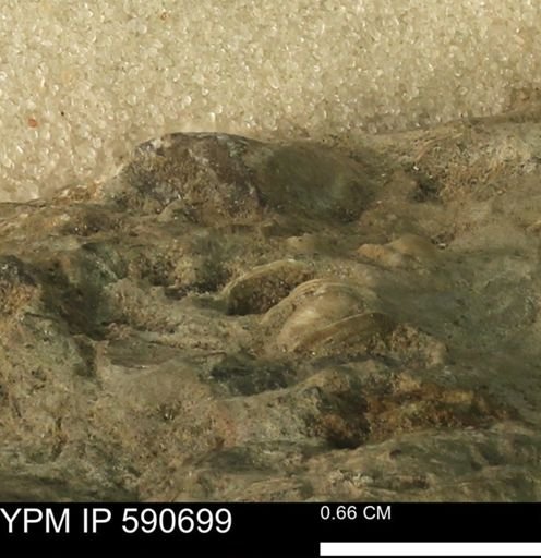 undet. Bivalvia