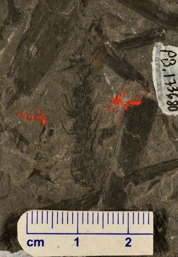 Paleostachya sp.