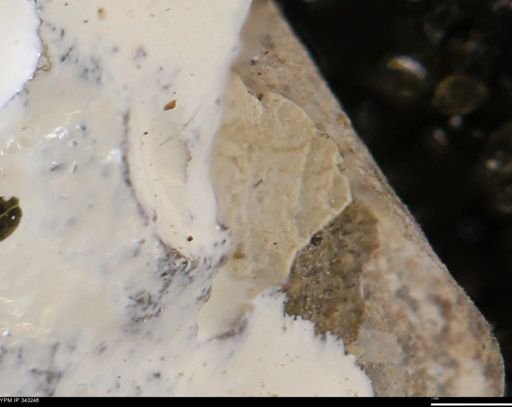 undet. Bivalvia