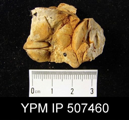 undet. Brachiopoda