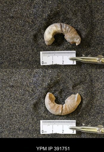 Scaphites whitfieldi