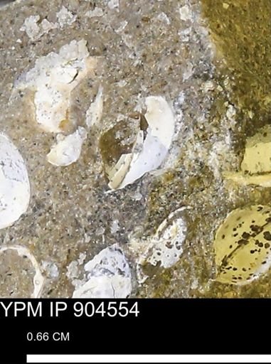 Corbulamella?
