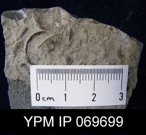 Plectambonites sericeus glaber