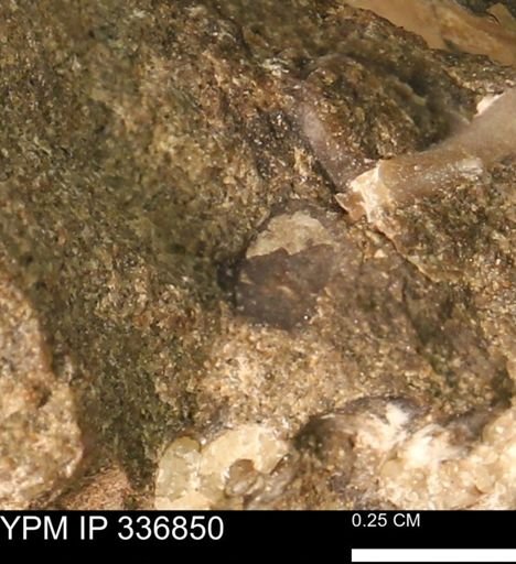 undet. Mollusca