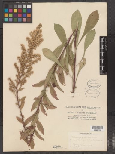 Solidago puberula