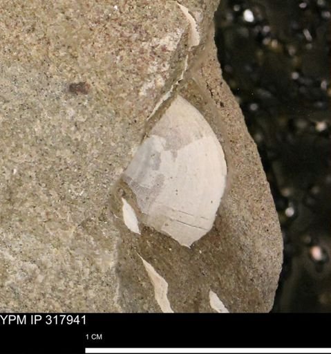 undet. Mollusca
