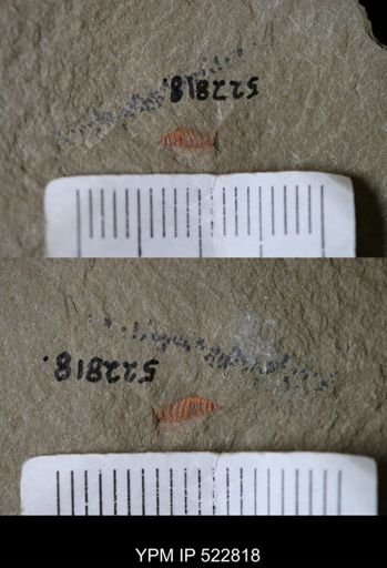 Chelicerata