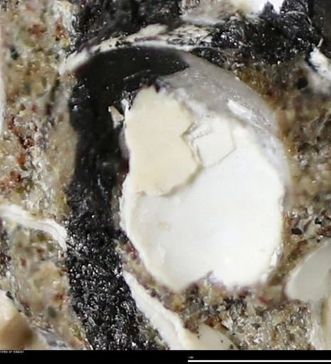 Corbulamella gregaria