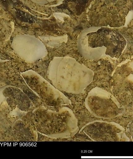 Corbulamella?