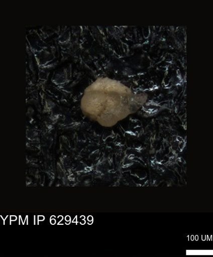 undet. Foraminiferida