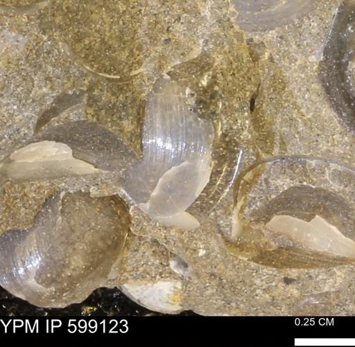 undet. Bryozoa