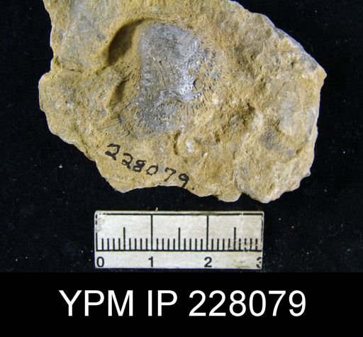 Echinoconchus moorei