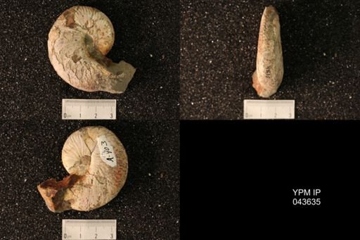 Hoploscaphites nicolletii