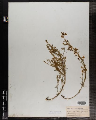 Plantae
