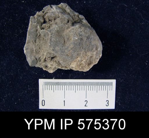 undet. Rhynchonelloidea