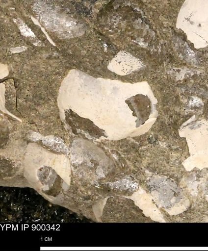 undet. Bivalvia