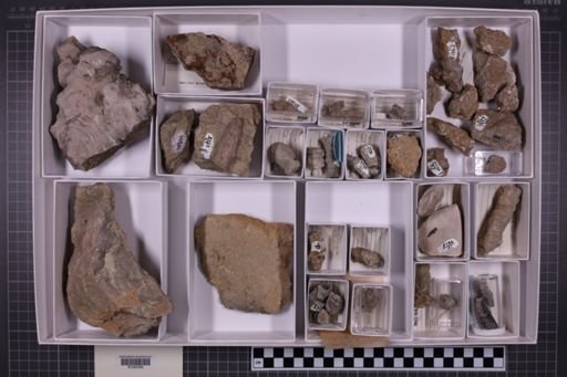 mixed taxa, stratigraphic collection