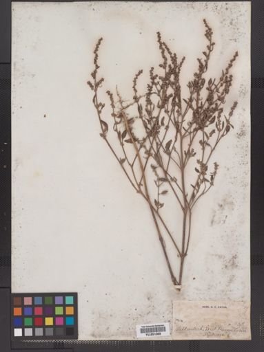 Atriplex patula